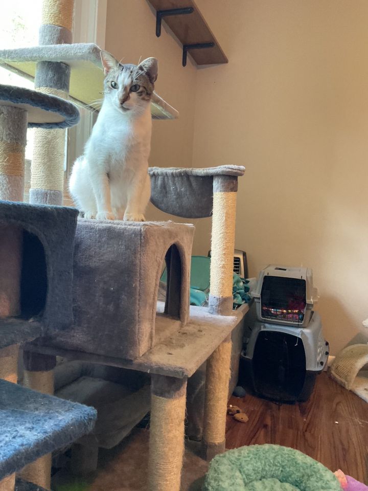 Mr. Meow 2