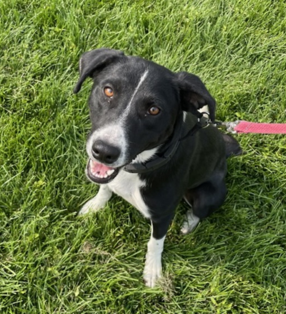 Buttercup, an adoptable Border Collie in Boulder, CO, 80305 | Photo Image 1