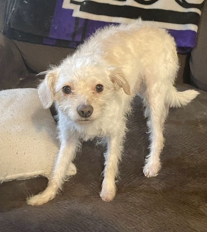 Chihuahua poodle 2024 terrier mix