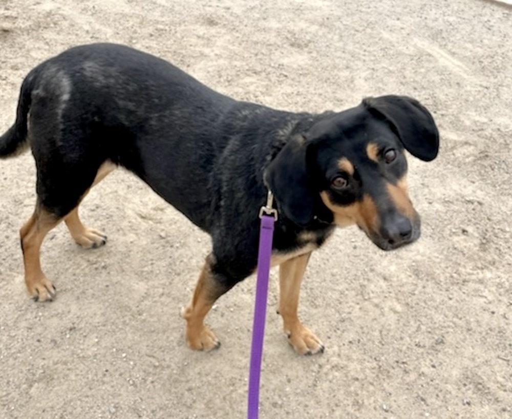 Willow, an adoptable Shepherd, Labrador Retriever in Boulder, CO, 80305 | Photo Image 2