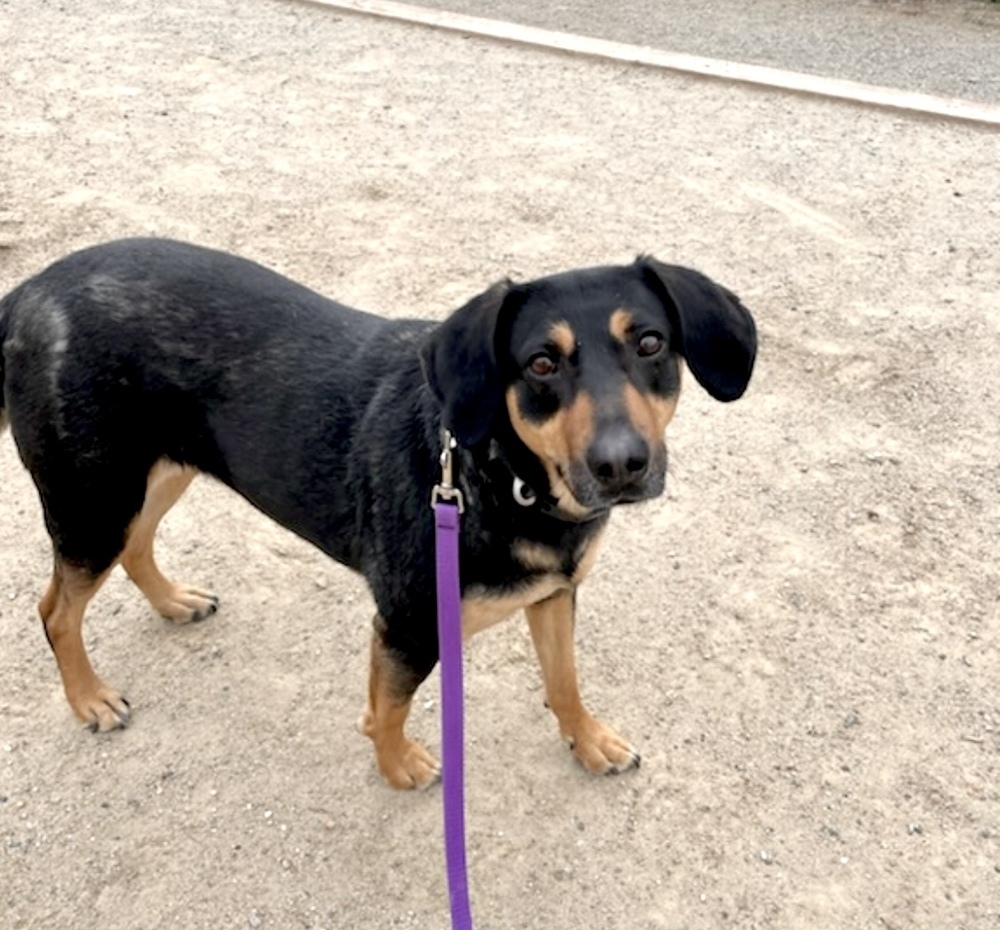 Willow, an adoptable Shepherd, Labrador Retriever in Boulder, CO, 80305 | Photo Image 4