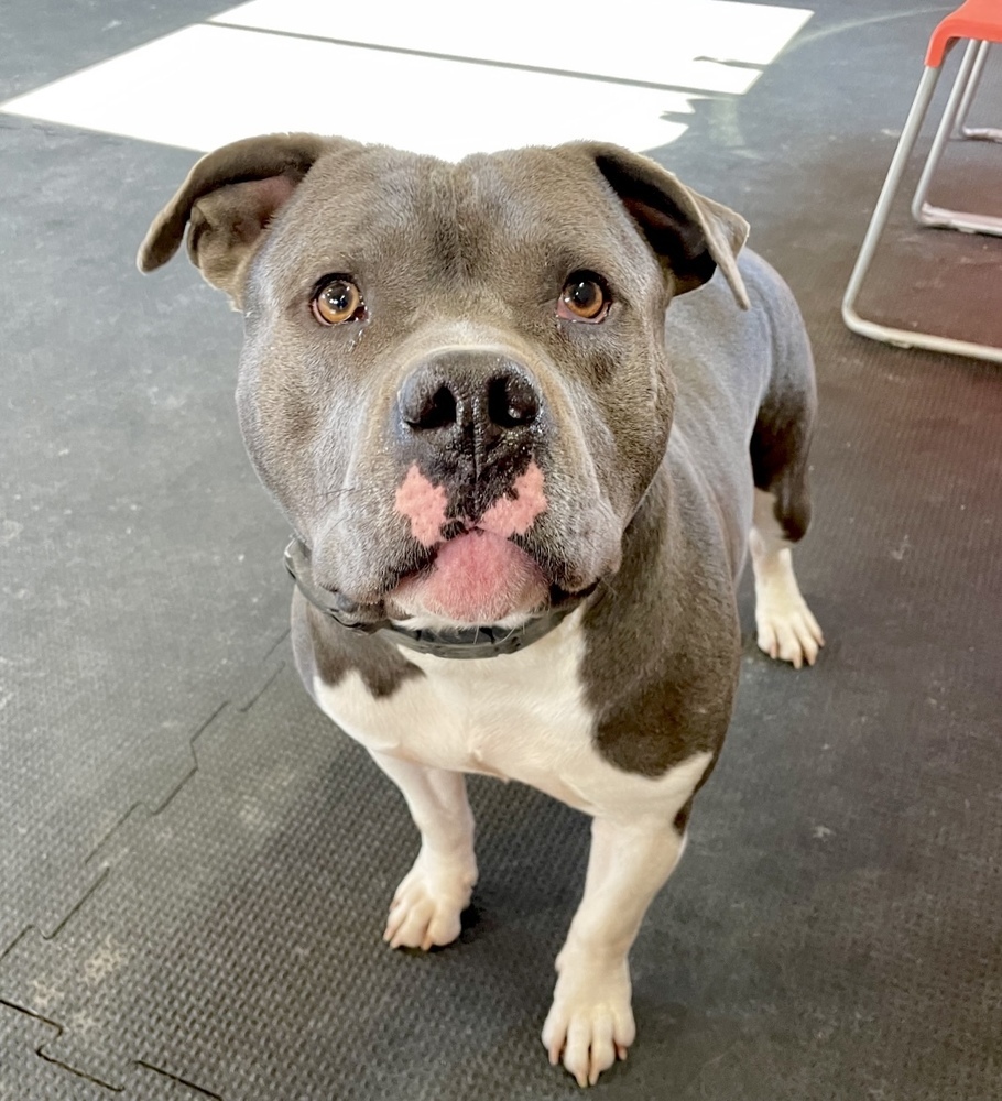 Chulo, an adoptable Pit Bull Terrier, American Bully in Boulder, CO, 80305 | Photo Image 1
