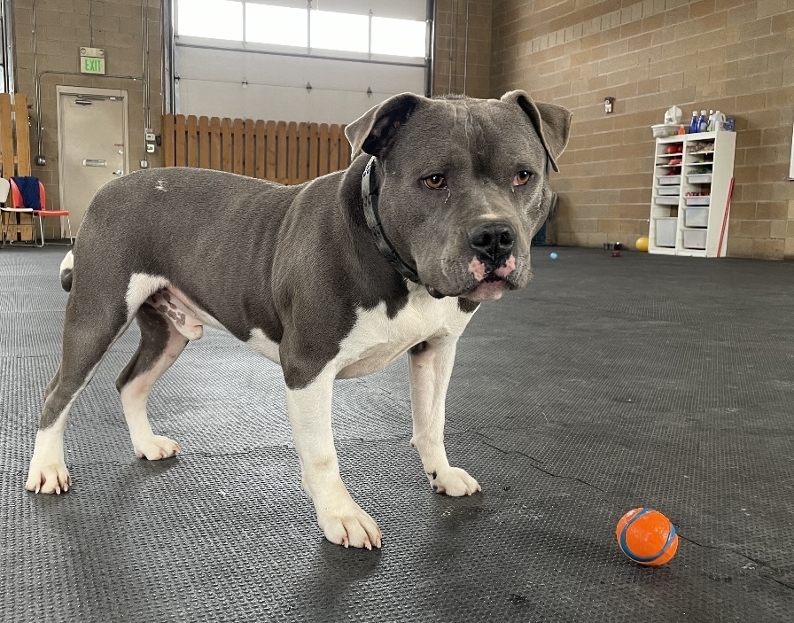 Chulo, an adoptable Pit Bull Terrier, American Bully in Boulder, CO, 80305 | Photo Image 3
