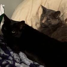 Ella Blue and Simba   (loving lap cats) 