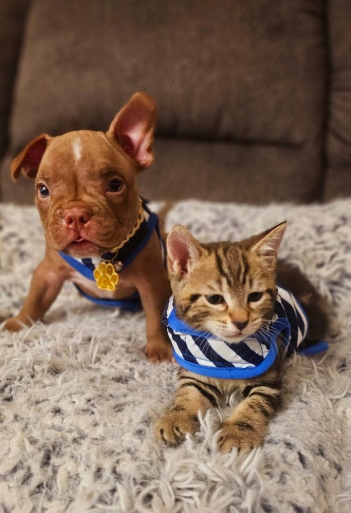 Choco and Whiskey  1