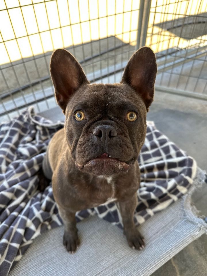 Dog shelter best sale french bulldog