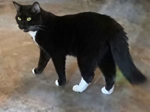 Vance, Adult Male Domestic Short Hair