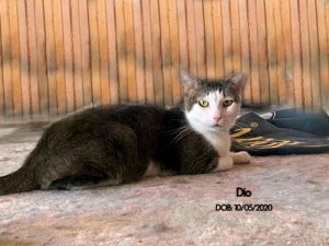 Dio is loving life with his foster sister and brother at one of our foster homes He is people and