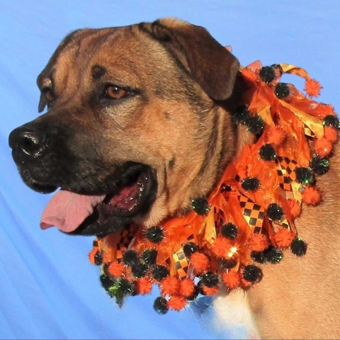 Kiti, an adoptable Mixed Breed in Las Cruces, NM, 88012 | Photo Image 4