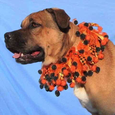 Kiti, an adoptable Mixed Breed in Las Cruces, NM, 88012 | Photo Image 5