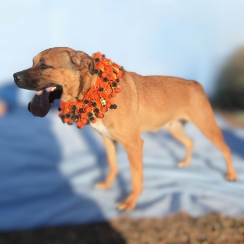 Kiti, an adoptable Mixed Breed in Las Cruces, NM, 88012 | Photo Image 6