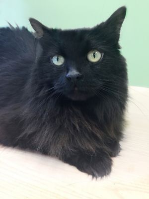 Meet Blackjack - this stunningly gorgeous boy is estimated to be about three years old  and is an a