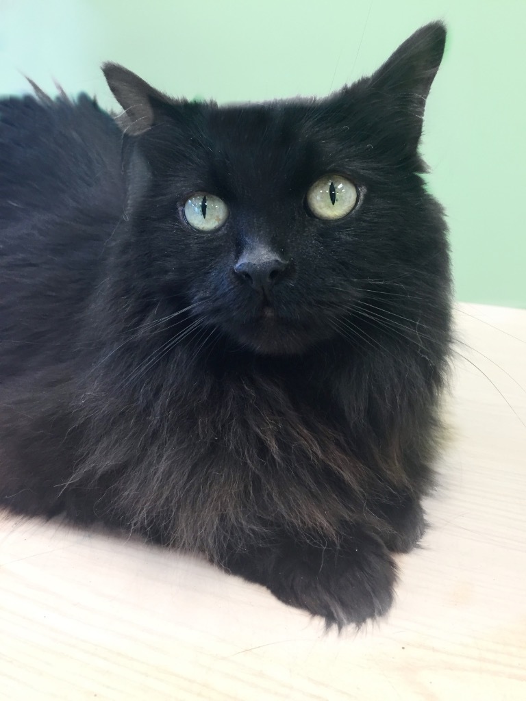 Blackjack, an adoptable Domestic Medium Hair in Vashon, WA, 98070 | Photo Image 1