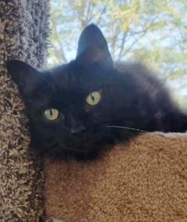 Blackjack, an adoptable Domestic Medium Hair in Vashon, WA, 98070 | Photo Image 2