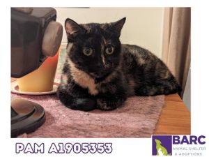 Pam is a pretty tortoiseshell and is a very shy sweet girl She lets me pet he