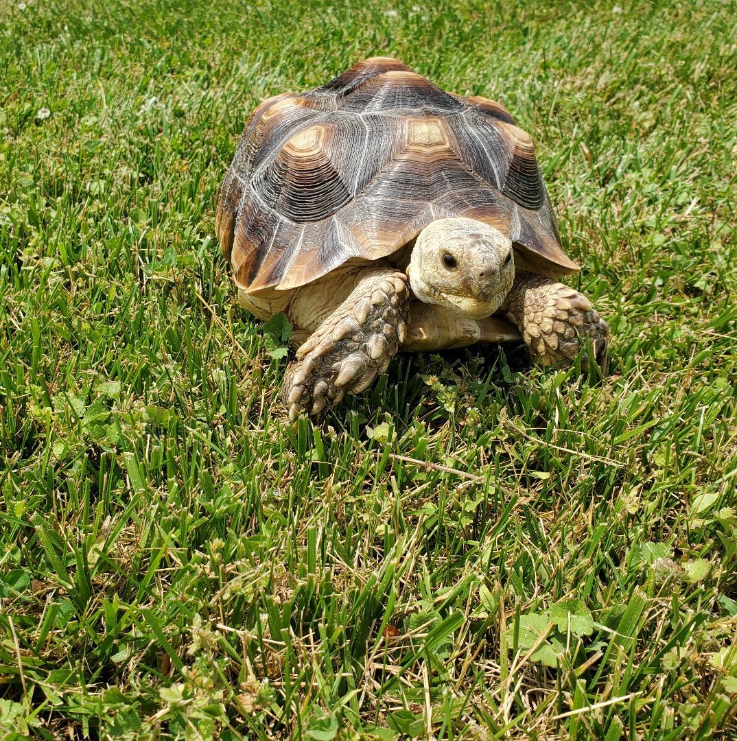 Tortoise for adoption - Hank Sulcata Tortoise, a Sulcata in Baltimore ...