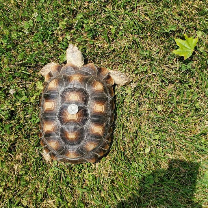 Tortoise for adoption - Hank Sulcata Tortoise, a Sulcata in Baltimore ...