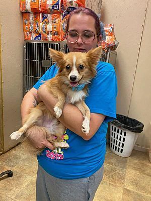Fox the Tri Paw, an adoptable Papillon in Watertown, CT, 06795 | Photo Image 1