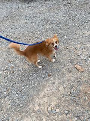 Fox the Tri Paw, an adoptable Papillon in Watertown, CT, 06795 | Photo Image 2