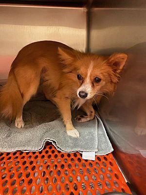Fox the Tri Paw, an adoptable Papillon in Watertown, CT, 06795 | Photo Image 3