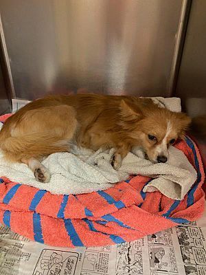 Fox the Tri Paw, an adoptable Papillon in Watertown, CT, 06795 | Photo Image 4
