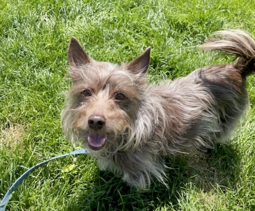 Rusty, an adoptable Yorkshire Terrier, Terrier in Boulder, CO, 80305 | Photo Image 2