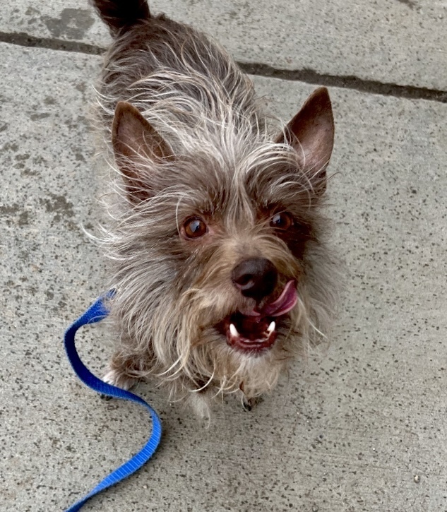Rusty, an adoptable Yorkshire Terrier, Terrier in Boulder, CO, 80305 | Photo Image 3