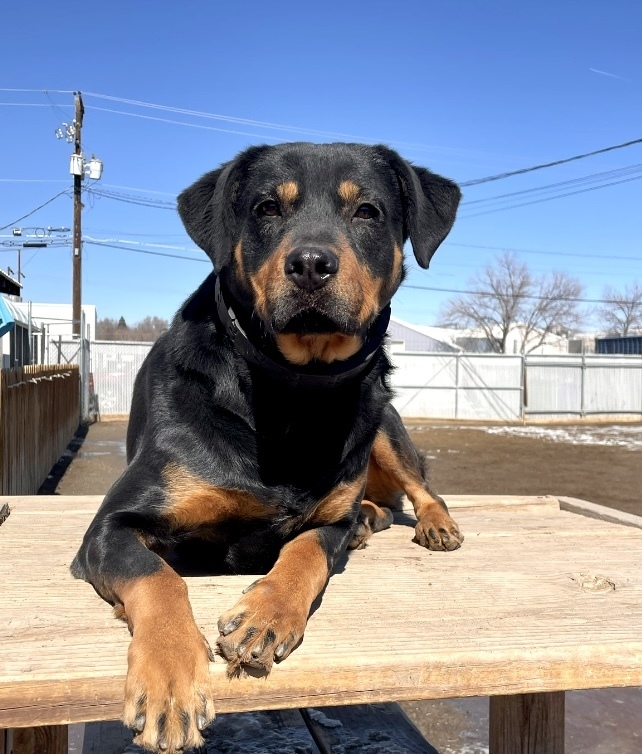 Mollie, an adoptable Rottweiler in Boulder, CO, 80305 | Photo Image 1