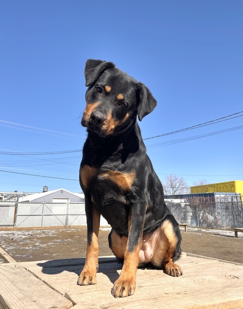 Mollie, an adoptable Rottweiler in Boulder, CO, 80305 | Photo Image 2