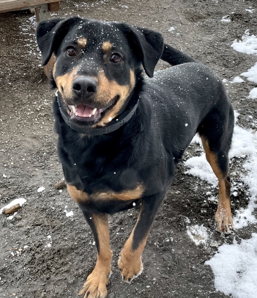 Mollie, an adoptable Rottweiler in Boulder, CO, 80305 | Photo Image 3