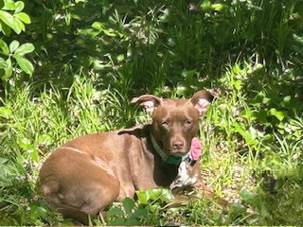 Stella, an adoptable American Staffordshire Terrier in Raleigh, NC, 27610 | Photo Image 3