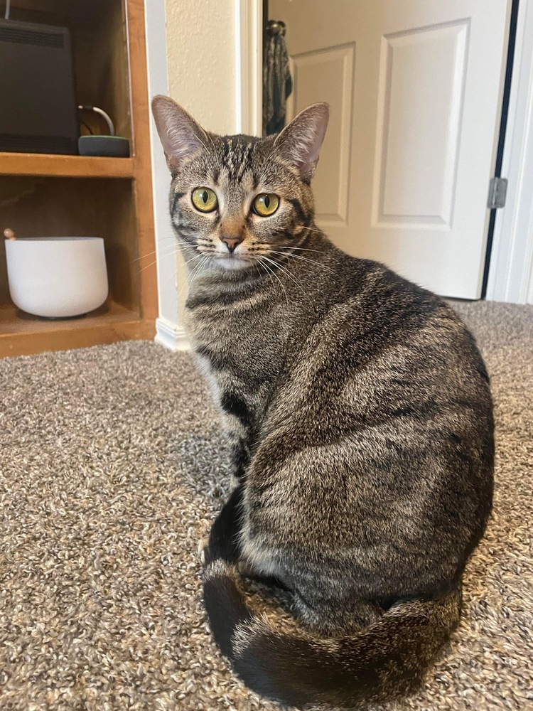 Sophie, an adoptable Domestic Short Hair in Shawnee, OK, 74804 | Photo Image 1