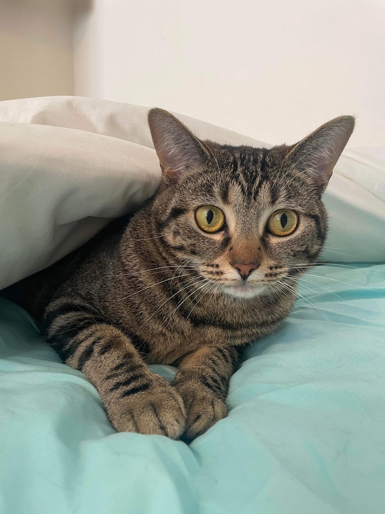 Sophie, an adoptable Domestic Short Hair in Shawnee, OK, 74804 | Photo Image 2