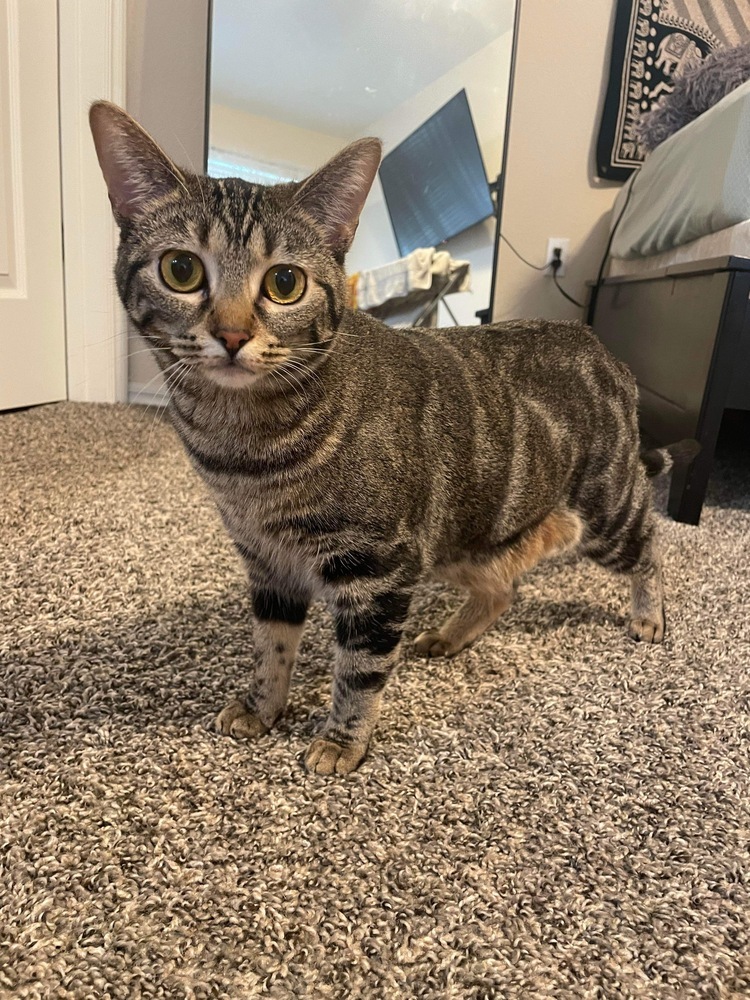 Sophie, an adoptable Domestic Short Hair in Shawnee, OK, 74804 | Photo Image 4