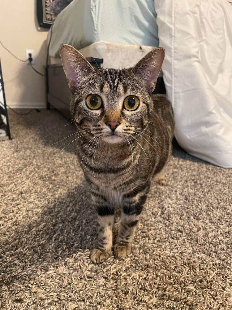 Sophie, an adoptable Domestic Short Hair in Shawnee, OK, 74804 | Photo Image 5