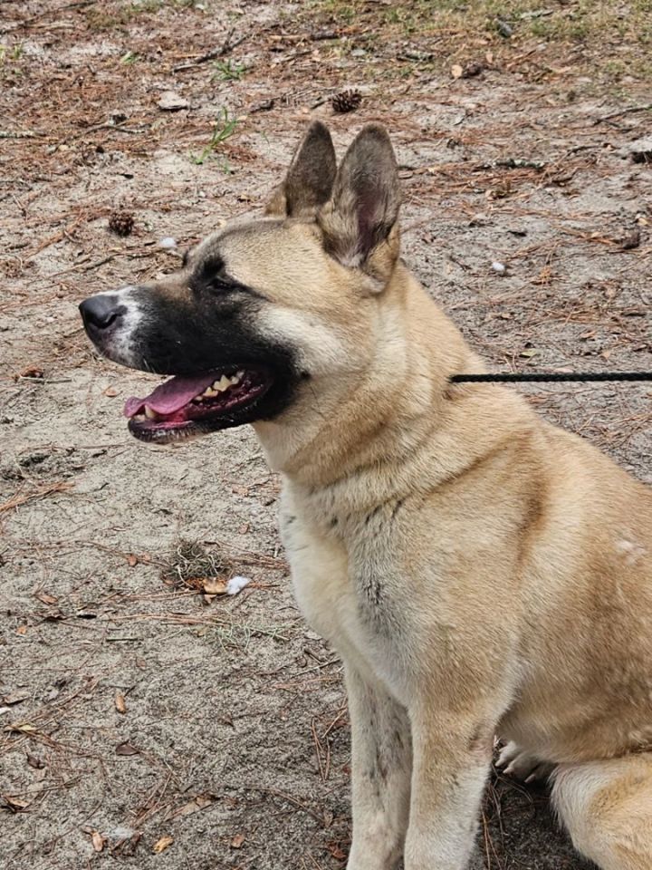 Petfinder akita best sale