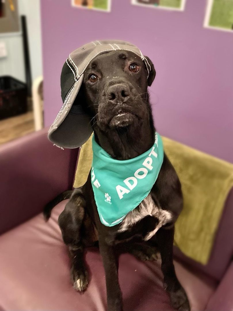 Dog for adoption Diego in NH! James in NH! Come meet our adoptable