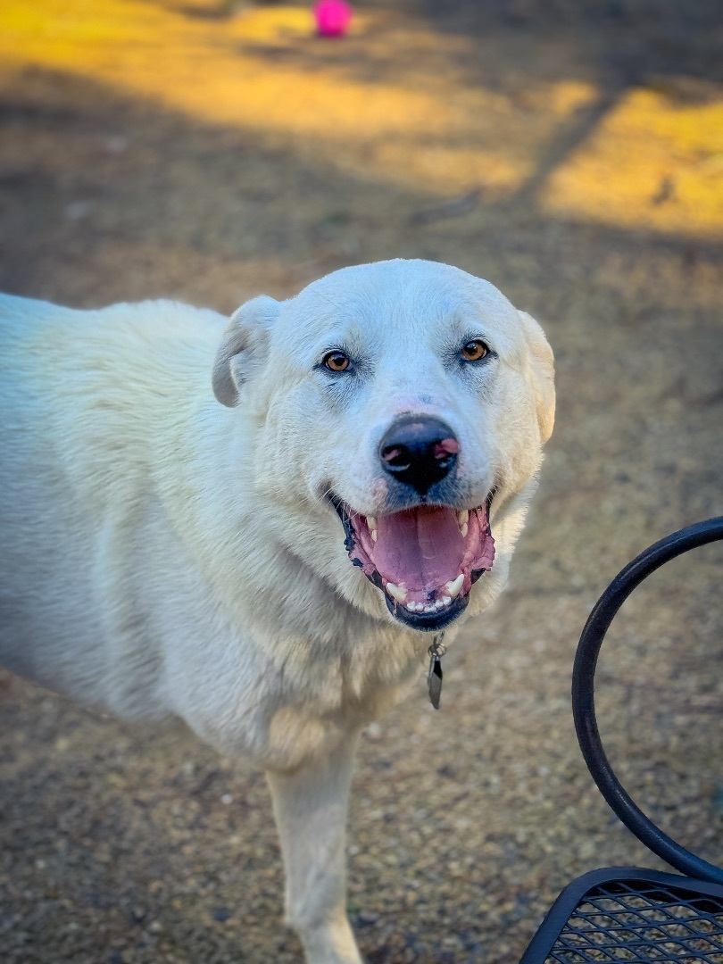 Paws, an adoptable Great Pyrenees in Neshkoro, WI, 54960 | Photo Image 1