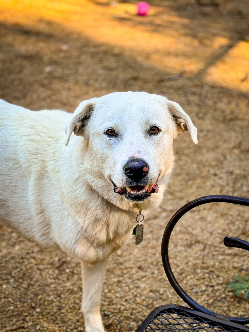 Paws, an adoptable Great Pyrenees in Neshkoro, WI, 54960 | Photo Image 3