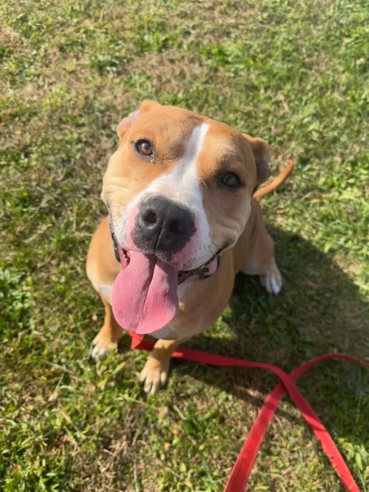 Dog for adoption - Copper, an American Staffordshire Terrier in Easton ...