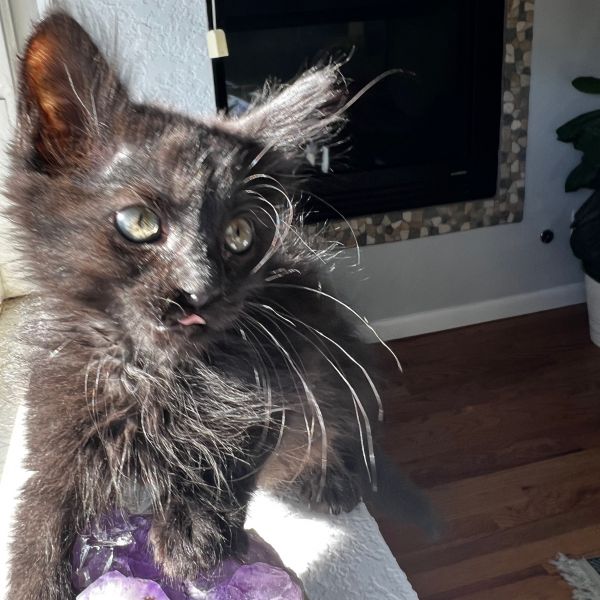 Cat for adoption - Latte Lazalde, a Domestic Short Hair in Denver