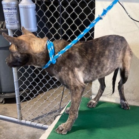 Mesa, an adoptable Mixed Breed in Las Cruces, NM, 88012 | Photo Image 3