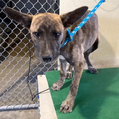 Mesa, an adoptable Mixed Breed in Las Cruces, NM, 88012 | Photo Image 4