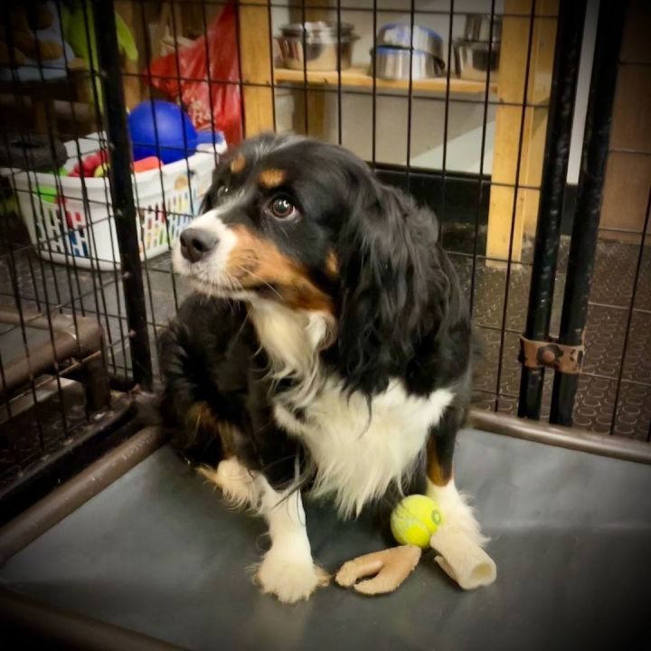 Petfinder bernese mountain store dog