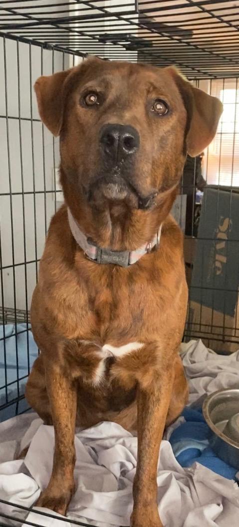 Sassy, an adoptable Hound in Holly Springs, NC, 27540 | Photo Image 1