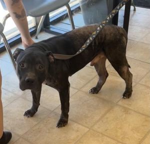 GRIFFIN, Adult Male Pit Bull Terrier