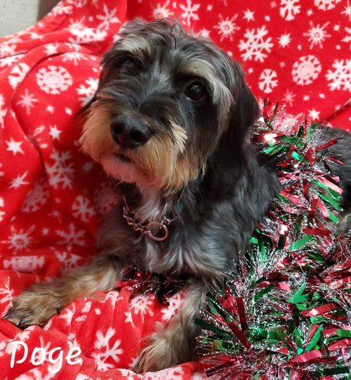 Shaggy, an adoptable Dachshund in Anchorage, AK, 99503 | Photo Image 1