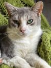 Chiara - $20.23 Home for the Holidays Special Fee!