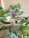 Chiara - $20.23 Home for the Holidays Special Fee!