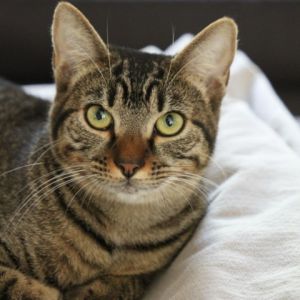 Tiki Domestic Short Hair Cat